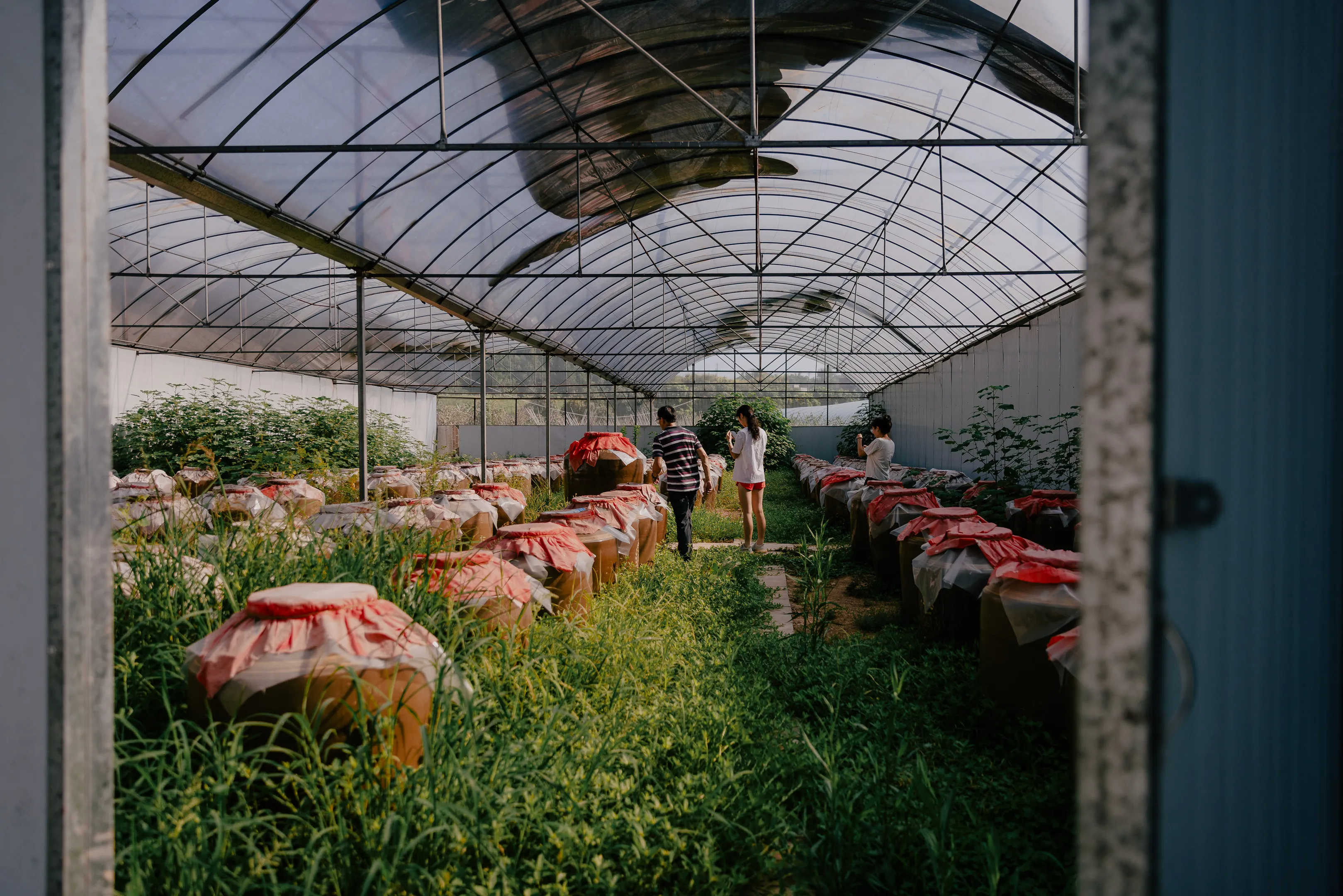 Ferments & Forages: Wèi Collective x Zoe Yang